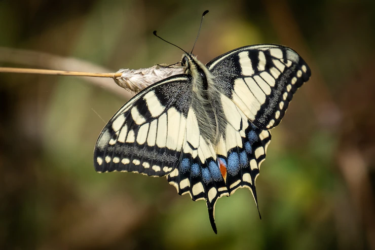 kupu-kupu adalah salah satu contoh hewan avertebrata