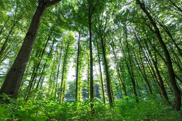 Image Pohon di Hutan dengan cahaya matahari