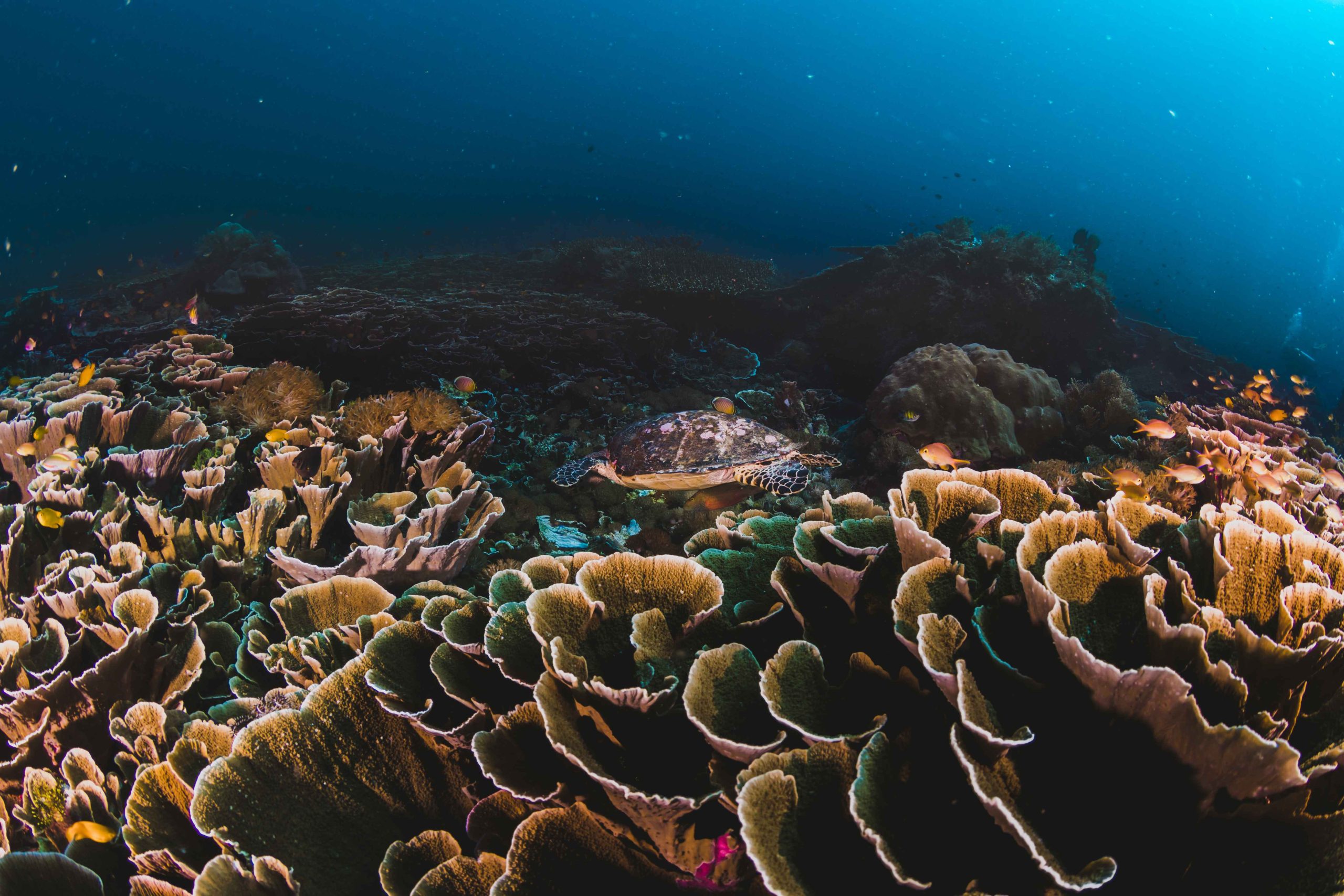 Read more about the article How Can We Track the Life of Sea Animals?