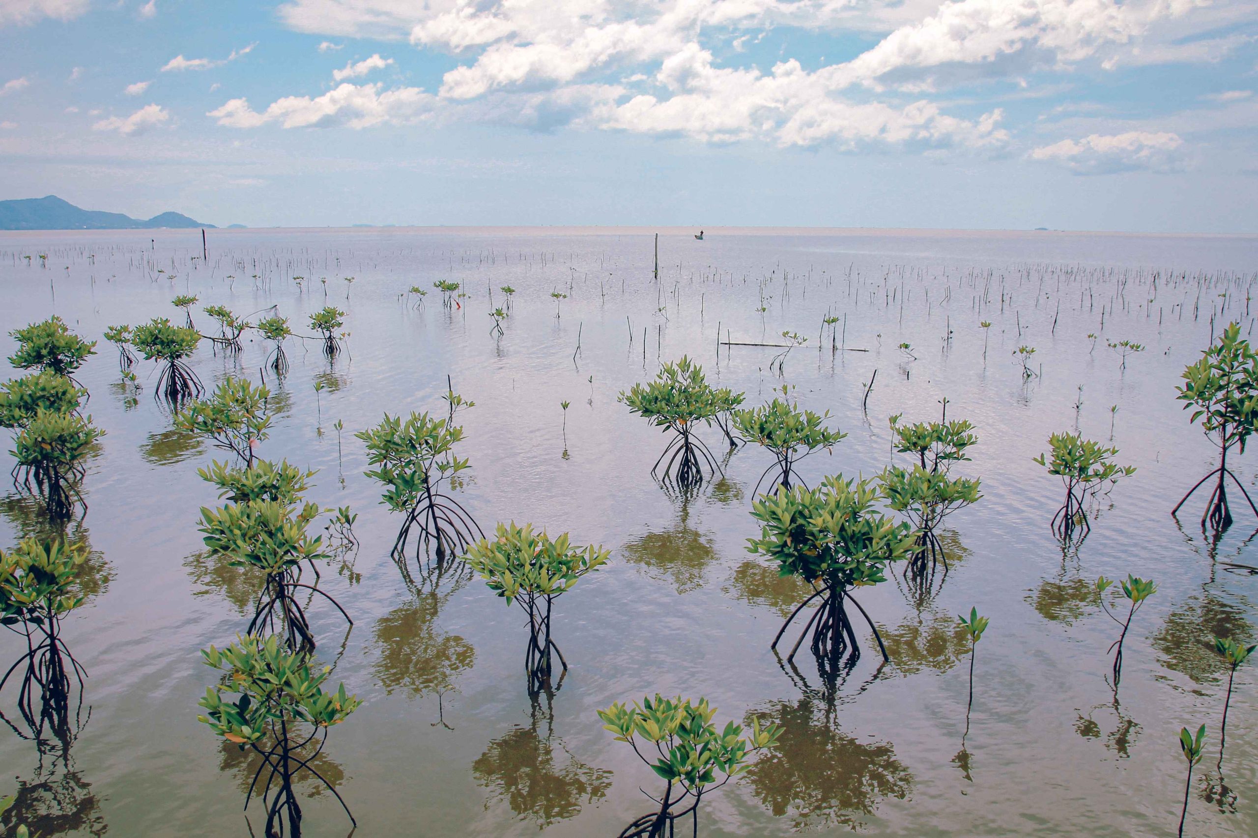Read more about the article 7 Facts You Need to Know About Mangrove Trees