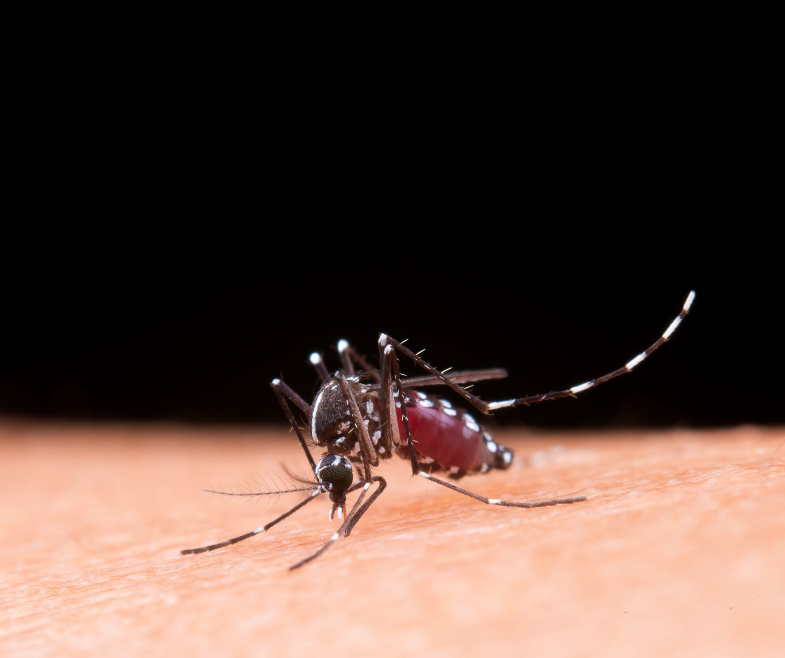 Read more about the article How Are Mosquitoes Related to Malaria?